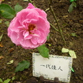 2012官邸玫瑰
