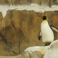 Taipei Zoo動物好朋友_國王企鵝King Penguin