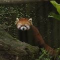 Taipei Zoo動物好朋友_小貓熊Red panda
