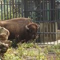 Taipei Zoo動物好朋友_美洲野牛American Bison 