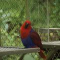 Taipei Zoo動物好朋友_折衷鸚鵡Eclectus Parrot 