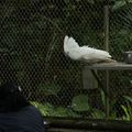 Taipei Zoo動物好朋友_白鳳頭鸚鵡 White Cockatoo