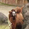 Taipei Zoo動物好朋友_雙峰駱駝Bactrian Camel