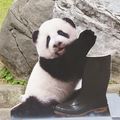 Taipei Zoo動物好朋友_圓仔Yuan Zai(拍不到正面的替代版)