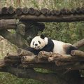 Taipei Zoo動物好朋友_大貓熊團團Giant Panda Tuan Tuan