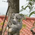 Taipei Zoo動物好朋友_無尾熊Koala Empress