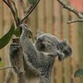 Taipei Zoo動物好朋友_無尾熊Koala Empress