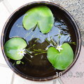 水生植物-莕菜 - 1