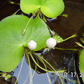 水生植物-莕菜 - 2