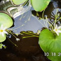 水生植物-莕菜 - 3