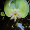 水生植物-莕菜 - 4