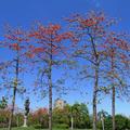 中正公園紅花