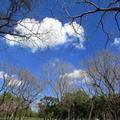 中正公園紅花上