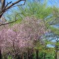 中正公園紅花上上