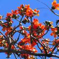 正公園紅花上中