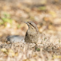 鳥圖