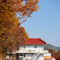 韓國楓葉+釜山煙火