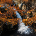 韓國楓葉+釜山煙火