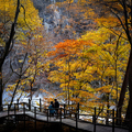 韓國楓葉+釜山煙火