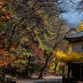 韓國楓葉+釜山煙火