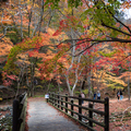 韓國楓葉+釜山煙火