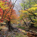 韓國楓葉+釜山煙火