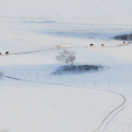 內蒙壩上冬雪