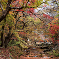 韓國楓葉+釜山煙火