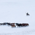 內蒙壩上冬雪