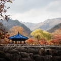 韓國楓葉+釜山煙火