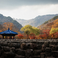 韓國楓葉+釜山煙火