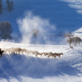 內蒙壩上冬雪