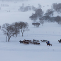 內蒙壩上冬雪