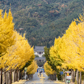 韓國楓葉+釜山煙火