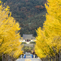 韓國楓葉+釜山煙火