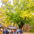 韓國楓葉+釜山煙火