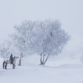 內蒙壩上冬雪