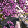 黃花(紅花)風鈴木