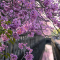 黃花(紅花)風鈴木