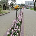 日本南九州之旅(五)~ 青島亞熱帶植物園 2