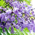 藍花楹~一樹夢幻的紫3