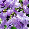 藍花楹~一樹夢幻的紫5