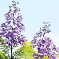 藍花楹~一樹夢幻的紫6