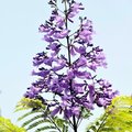 藍花楹~一樹夢幻的紫8