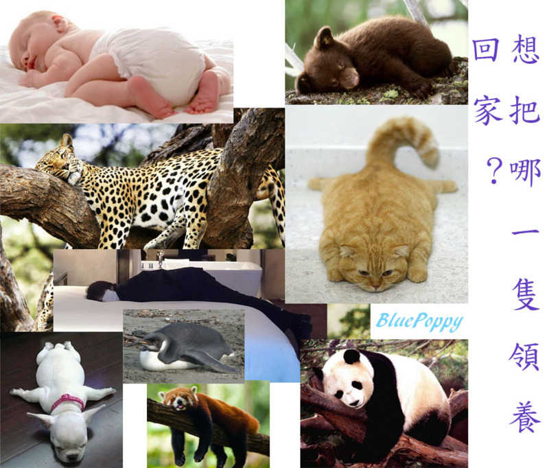 想把哪一隻領養回家?