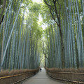 日本的竹林