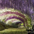 日本的紫藤隧道