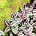 這樣的取景拍攝，為了提昇記憶，此觀葉植物－紫背鴨拓草，適合於潮濕一點的環境可長得健美。
此外此植物還可製成中藥，詳情請恰０８００控控控...