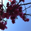 .櫻花仙子在枝頭上盪鞦韆