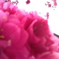 三月春來開翠幕.枝頭花放起紅雲